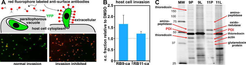 A. Principle of the “red-green invasion assay”. Representative results in bottom panels, where each spot represents a parasite. B. Inhibition of invasion by RB-9-ca and RB-11-ca expressed as the fraction of extracellular (e.c.) parasites relative to the DMSO–ve control. C. Gel showing RB-9-ca and RB-11-ca reactive compounds visualized by rhodamine conjugation. 9P and 11P represent lysates from parasites preincubated with the probes; 9L and 11L represent probes reacted with lysate instead of whole parasites. The dominant bands identified by MS are labeled. PDI is marked with red text.